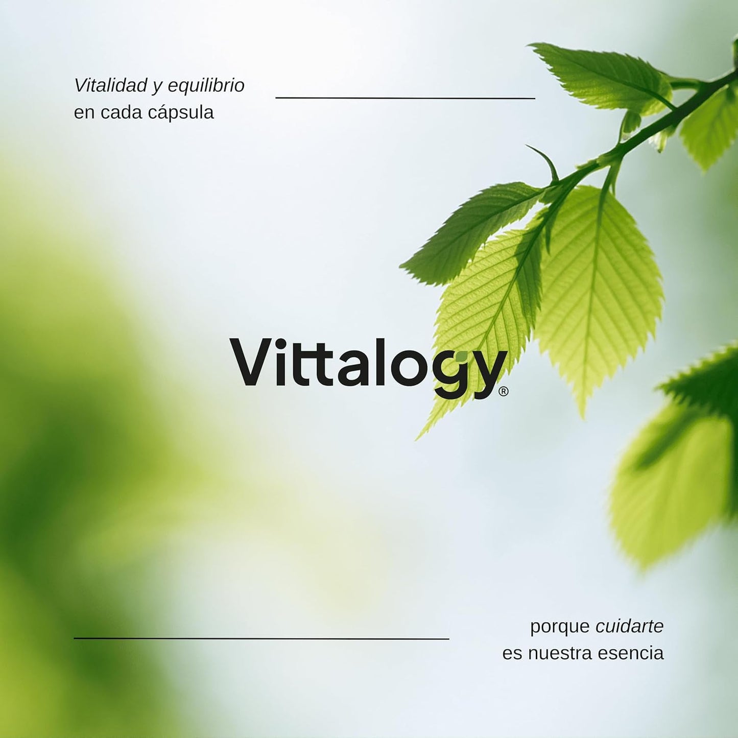 VITTALOGY Focus & Balance Complemento Alimenticio Nootrópico Con Ashwagandha Para Memoria Y Concentración. Suplemento Antiestrés De Té Verde, Ginseng Y Vitaminas B3, B5 Y B1 Para Estudiar. 60 Cápsulas